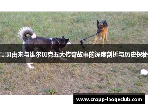 黑贝由来与维尔贝克五大传奇故事的深度剖析与历史探秘